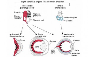 Light sensitive organs