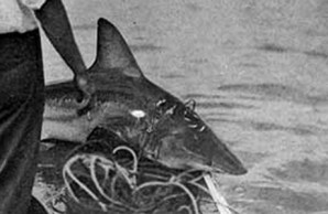 sharks caught