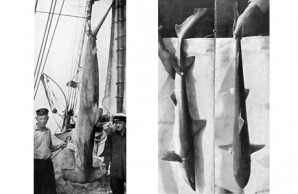 Cape May sharks