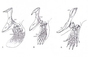 from fin to foot
