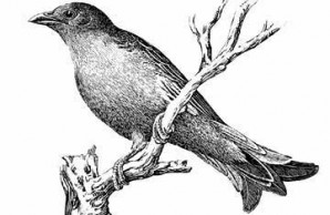 adult male honey guide