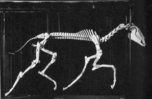 trotting skeleton