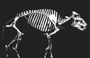 peccary skeleton