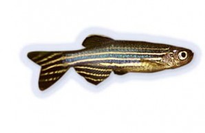Zebrafish