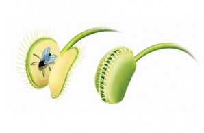 Venus Flytrap