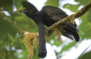umbrellabird