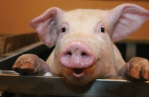 pig