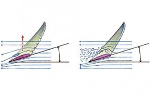 wing