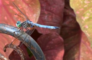 Dragonfly with green head, bluish body, and wings angled down, perched with red leaves in background
