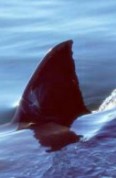 shark fin