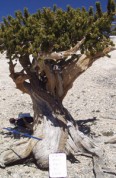 Great Basin bristlecone pine