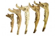 White-tailed deer mandibles