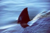 shark fin