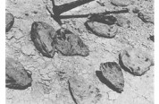 Giant fossil oysters