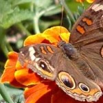 butterfly naturenet