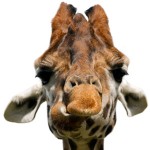 giraffe sjg