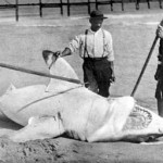 sharks attacks Jersey Shore