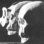 gorilla, Australian aborigine, and modern European skulls