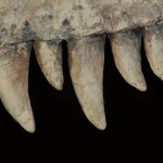 tyranosaurus teeth