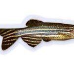 Zebrafish