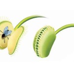 Venus Flytrap