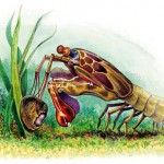 mantis shrimp