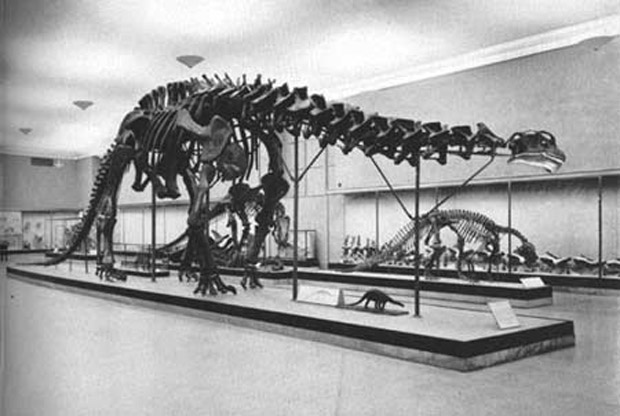 sauropod skeleton